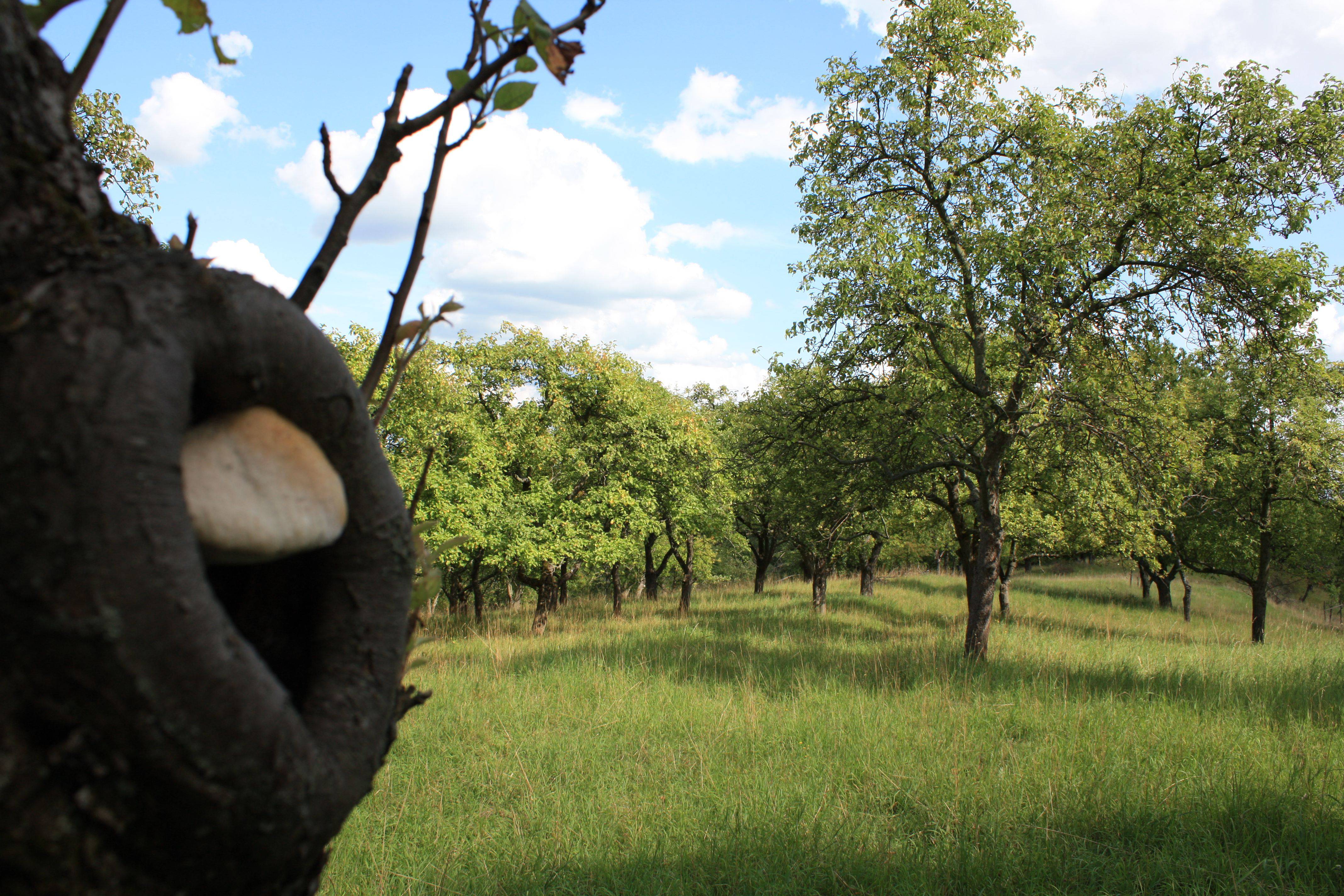 Blick auf Streuobstwiese Foto: Klaus Mayhack