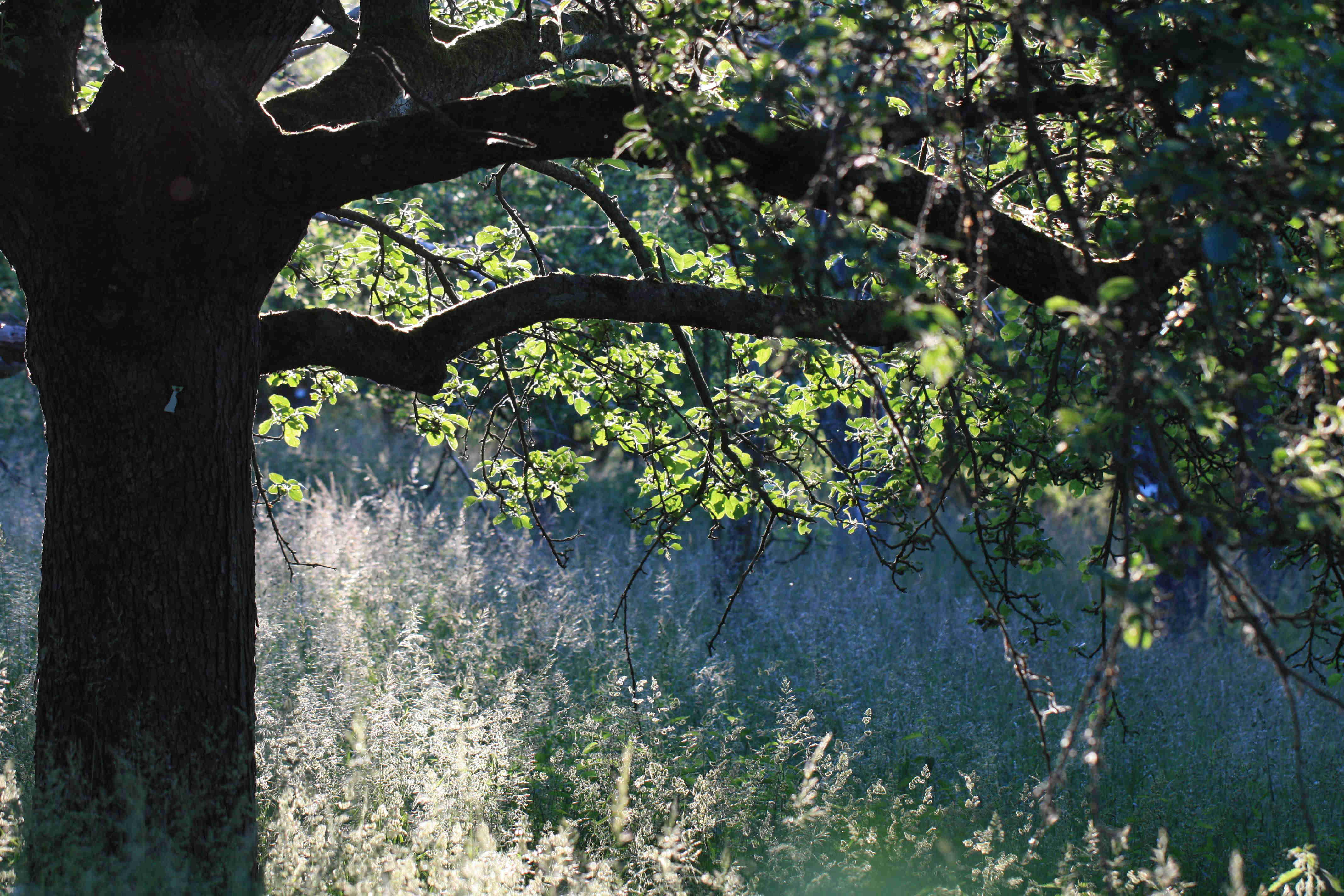 großer Baum auf einer Wiese