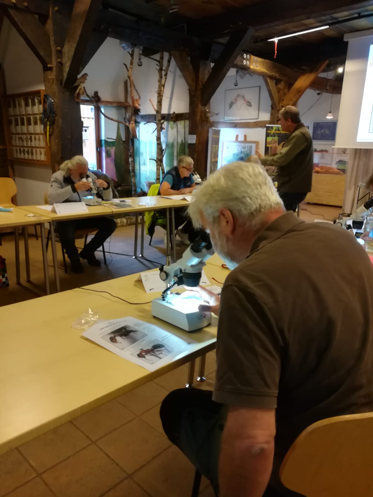 Ameisen bestimmen beim Ameisenseminar