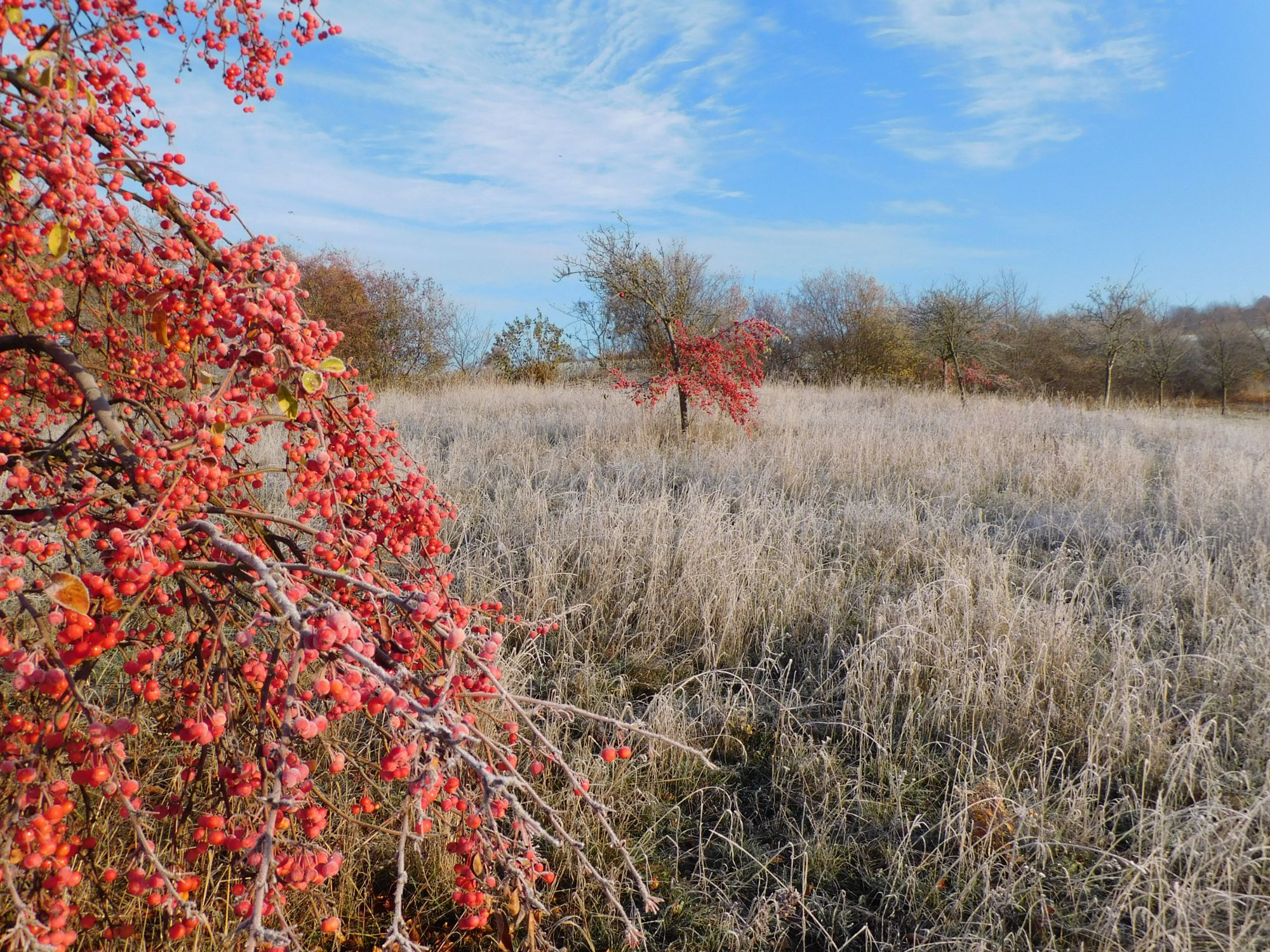 Blick auf die Streuobstwiese, am linken Rand ein Baum mit Äpfeln © Wolfgang Bode