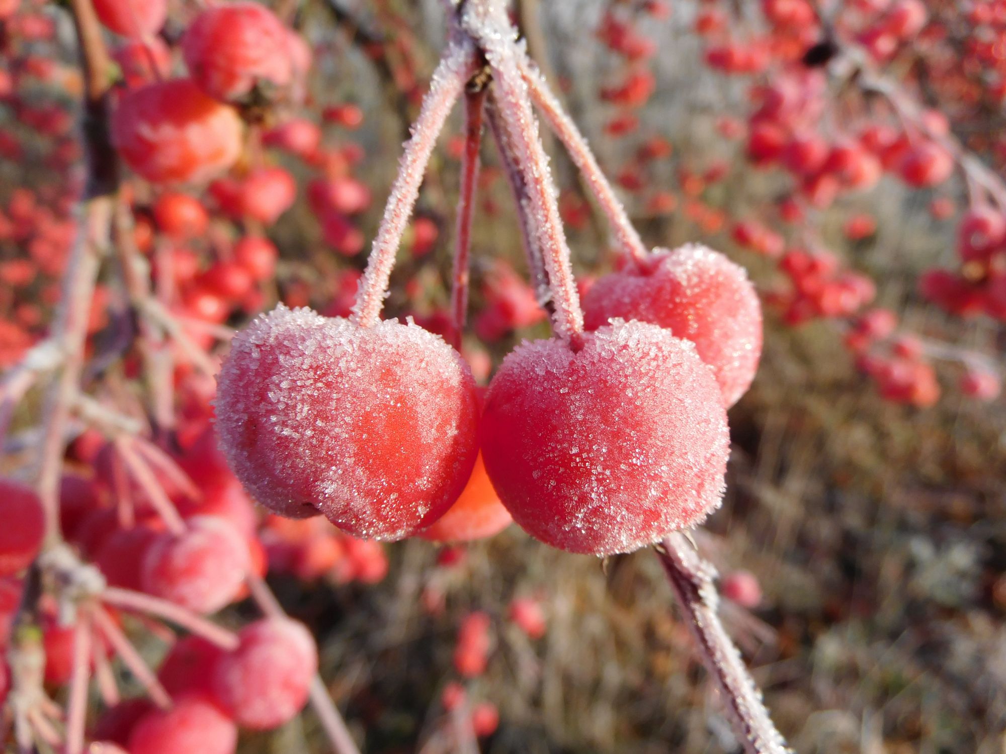 Rote Äpfel mit Frost © Wolfgang Bode