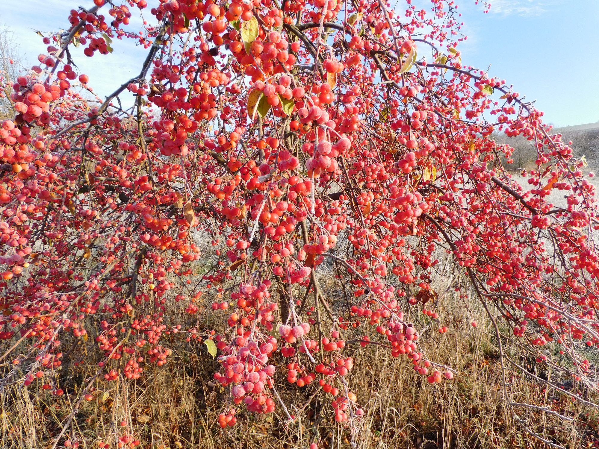 Apfelbaum im Winter mit roten Äpfeln © Wolfgang Bode