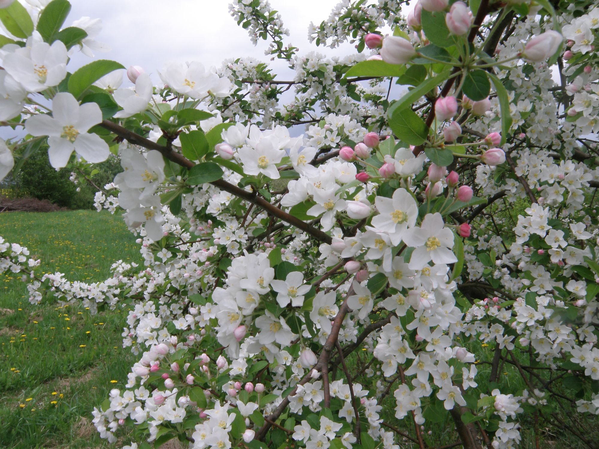 Apfelbaum mit Blüten