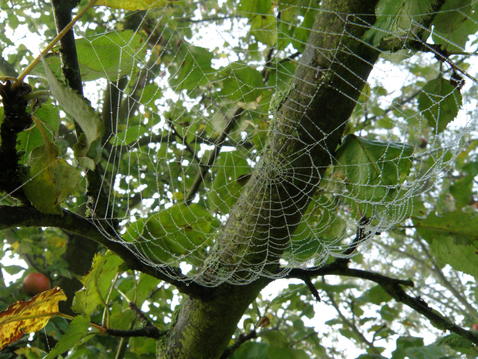 Baum mit Spinnennetz © Wolfgang Bode