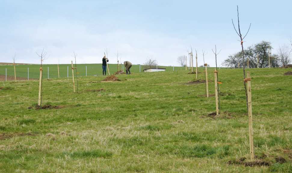 Bild einer frischgepflanzten Streuobstwiese